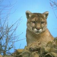 Cougar