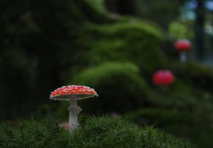 Mushrooms