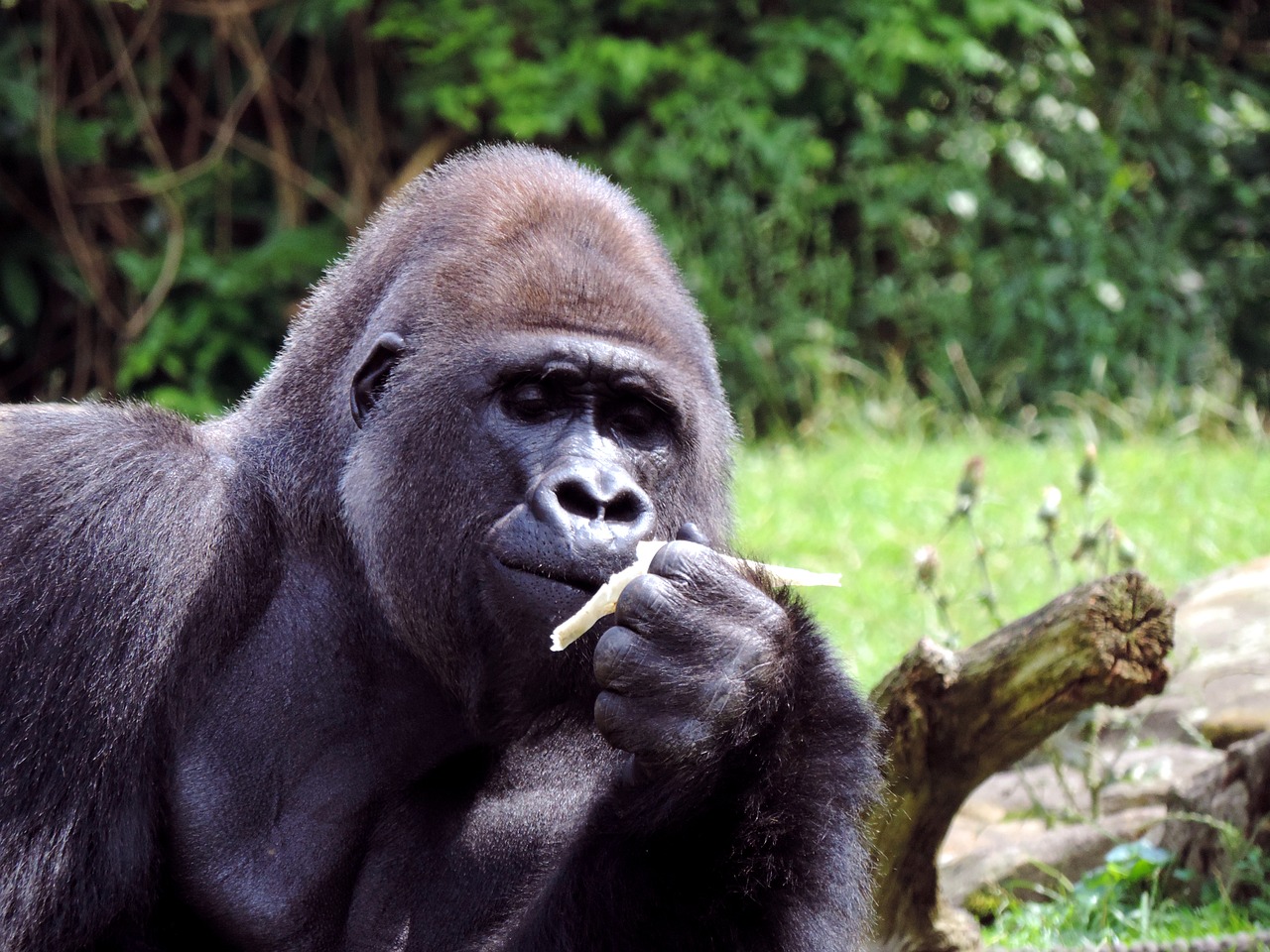 Gorilla Eating Plant